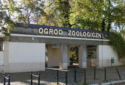 Kierownik Starego Zoo w Poznaniu był pijany w pracy. Zostanie zwolniony?