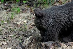 Pracownicy zoo w Poznaniu zadzwonili na policję. "Niedźwiedzica wykopała coś podejrzanego"