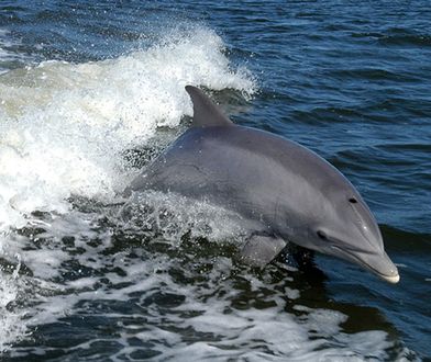 Delfiny butlonose w Zatoce Gdańskiej. Pierwszy raz od ponad 100 lat