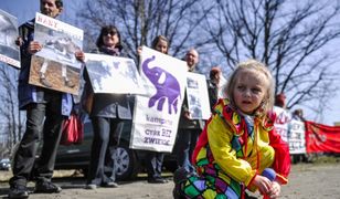 Obrońcy praw zwierząt będą pikietować przed cyrkiem, który ma wystąpić w Poznaniu