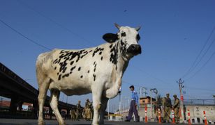 Wojna o krowy w Indiach. Zaostrzający się spór ideologiczny o symbol kraju zbiera krwawe żniwo