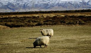Na Islandii w tajemniczy sposób umierają tysiące owiec