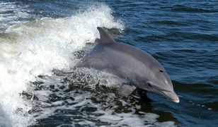 Delfiny butlonose w Zatoce Gdańskiej. Pierwszy raz od ponad 100 lat