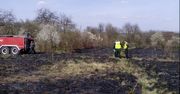 Śmiertelna ofiara wypalania trawy na Śląsku