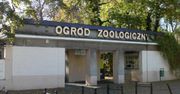 Kierownik Starego Zoo w Poznaniu był pijany w pracy. Zostanie zwolniony?