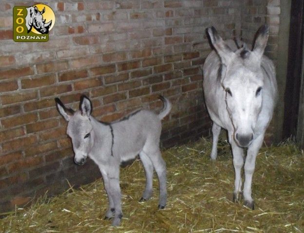 W poznańskim zoo urodził się osiołek - owoc słynnej "seksafery"