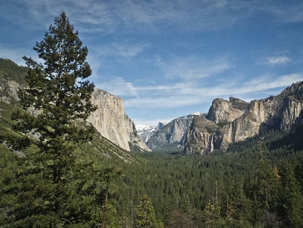 Park Narodowy Yosemite zagrożony dżumą