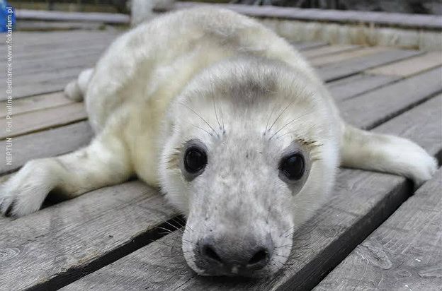 Narodziny w helskim fokarium. Na świat przyszedł Neptun