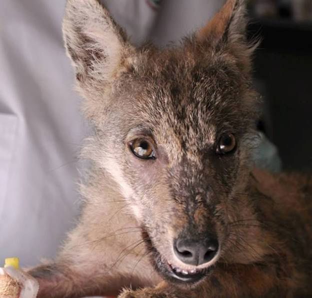 W poznańskim zoo powstanie wybieg dla wilków