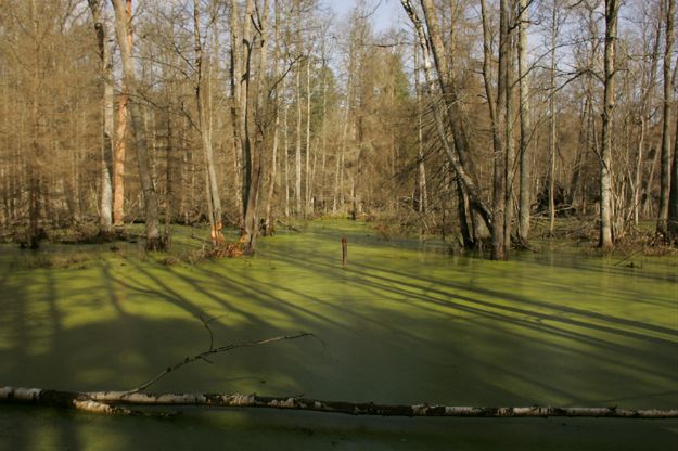 Śledztwo ws. rozwoju kornika w Puszczy Białowieskiej. Podejrzenie przekroczenia uprawnień przez resort środowiska w 2012 roku