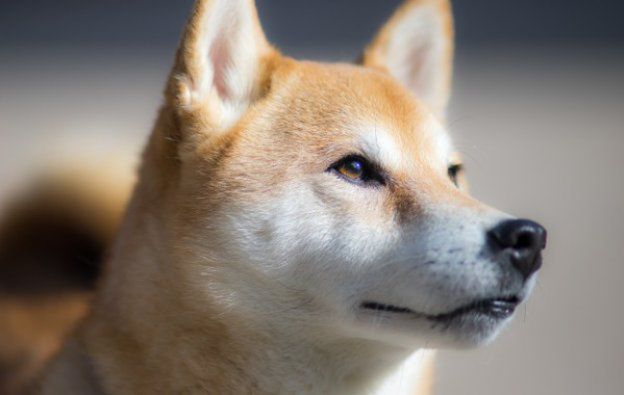 Dogecoin coraz popularniejszą kryptowalutą