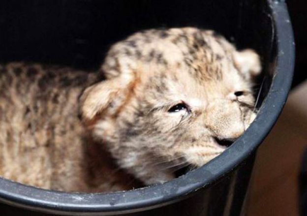Nie żyje mały lew z zoo w Gdańsku. Przyczyną śmierci posocznica