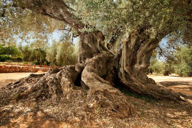 Drzewo, które rośnie od ponad 1700 lat