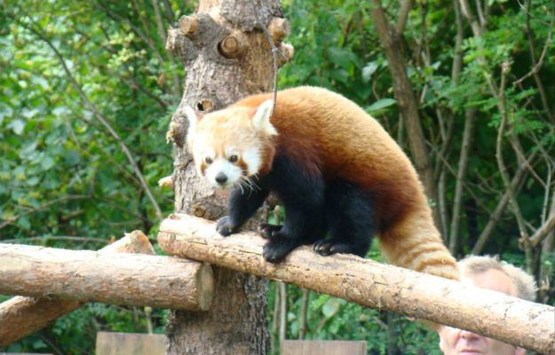 Dwie pandy czerwone trafiły do Śląskiego Ogrodu Zoologicznego w Chorzowie
