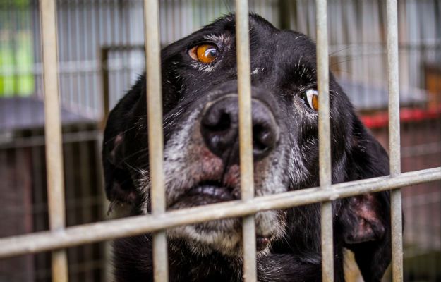 Urlopowa fala porzuceń psów na Śląsku. Schroniska apelują: nie skazujmy zwierzaków na pewną śmierć