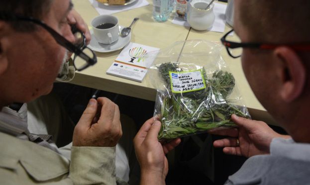Medyczna marihuana czeka na legalizację