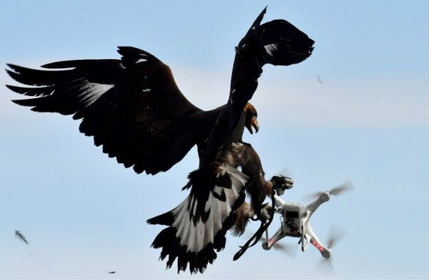 Francuska armia wykorzystuje orły. Walczą z dronami