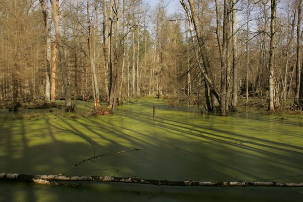 W niedzielę poznamy decyzję ws. wycinki w Puszczy Białowieskiej