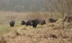 Po Dopiewie błąkają się bezpańskie... świnie wietnamskie