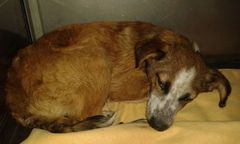 Ślesin: pobił psa metalowym prętem, bo "go zdenerwował". Grożą mu 3 lata więzienia