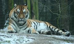 Nie żyje tygrys z poznańskiego zoo