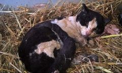 W Grabowie nad Prosną znaleziono kota, którego ktoś podpalił a później ogolił