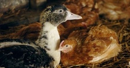 Ptasia grypa wykryta w okolicach Szczecina
