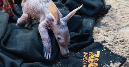 Nie żyje mrównik z wrocławskiego zoo