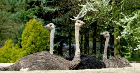 Krakowskie ZOO zachęca do odwiedzin nowymi atrakcjami i lepszym połączeniem