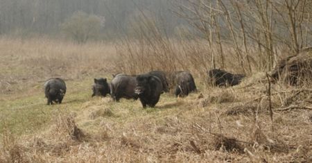 Po Dopiewie błąkają się bezpańskie... świnie wietnamskie