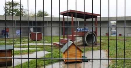 Zwierzęta nie interesują pomorskich sądów? ''Większość naszych zawiadomień jest umarzanych''