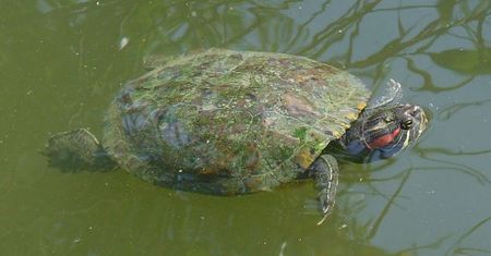 Zoo w Poznaniu uśpiło żółwie zgodnie z prawem