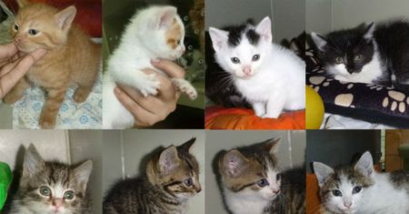 KTOZ apeluje o adopcję kotów ze schroniska. "Poszukujemy odpowiedzialnych opiekunów"