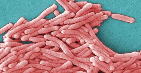 Legionella w szkołach, wszystkie łódzkie placówki do kontroli