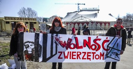 Coraz więcej miast w Polsce zakazuje wjazdu na swój teren cyrkom ze zwierzętami. Jak rzeczywiście wygląda tresura zwierząt i w jakich warunkach są przetrzymywane?