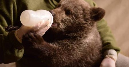 Mała niedźwiedzica z poznańskiego zoo pokaże się publiczności