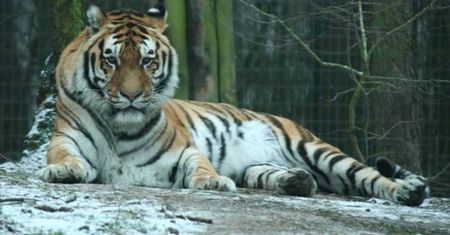 Nie żyje tygrys z poznańskiego zoo