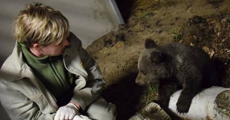 Mała niedźwiedzica uratowana w Bieszczadach znalazła nowy dom w poznańskim zoo