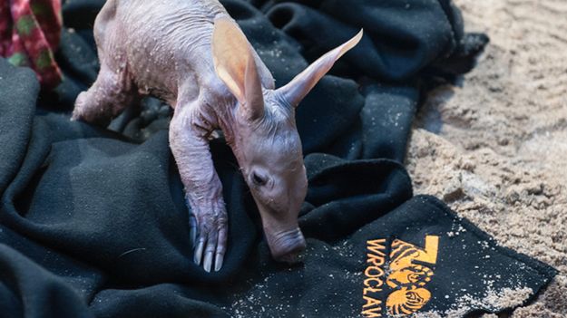 Mrównik z zoo we Wrocławiu - zdjęcie archiwalne