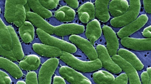 Vibrio vulnificus