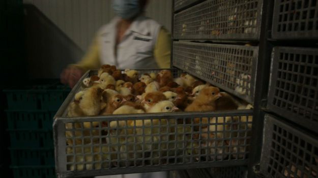 Hodowla w Wysocku Małym