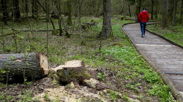 Puszcza Białowieska