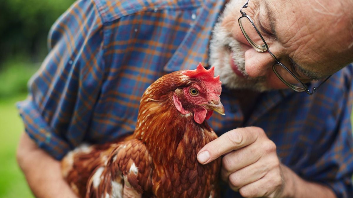 Kolejne przypadki grypy ptaków. Czy choroba zagraża ludziom?