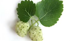 Morwa biała - charakterystyka, właściwości lecznicze, przeciwwskazania do stosowania