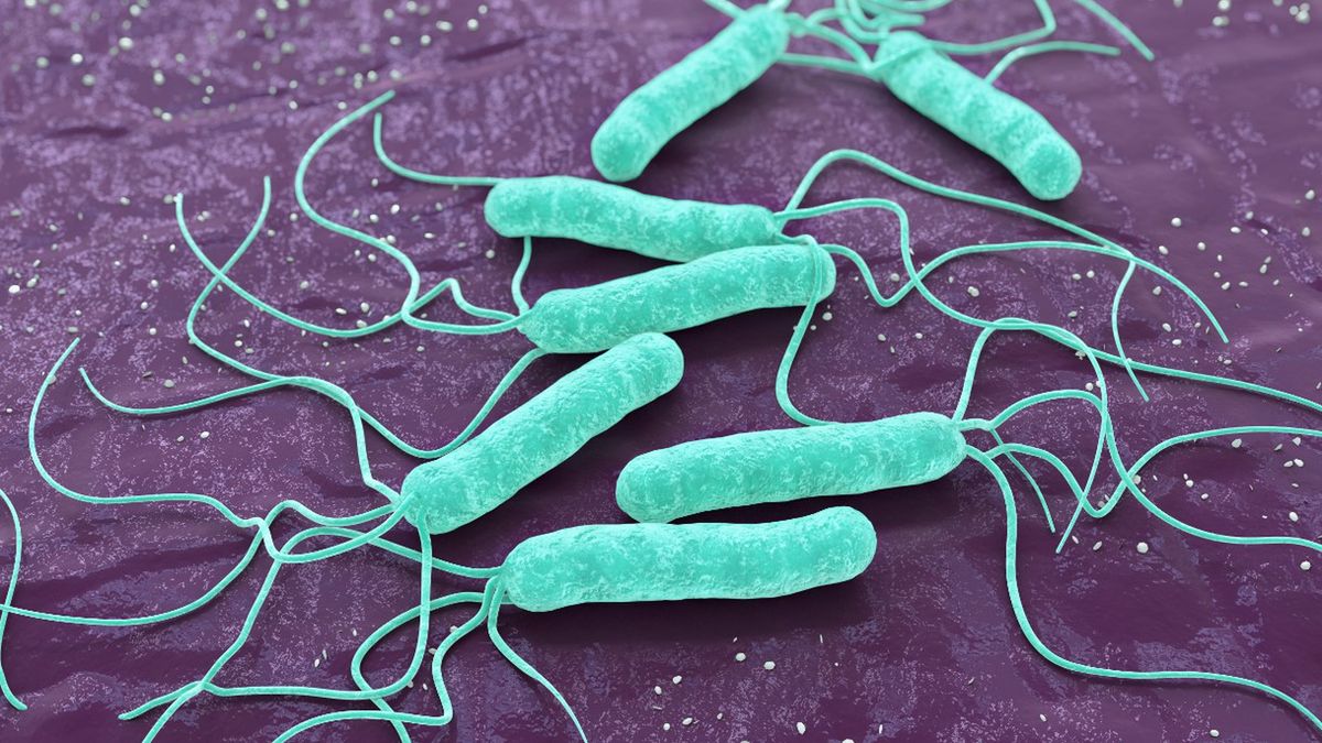 Helicobacter pylori - drogi zakażenia, objawy, diagnostyka i leczenie