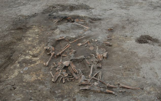 Masowa mogiła ofiar UPA odkryta w Woli Ostrowieckiej, 2011 r. 