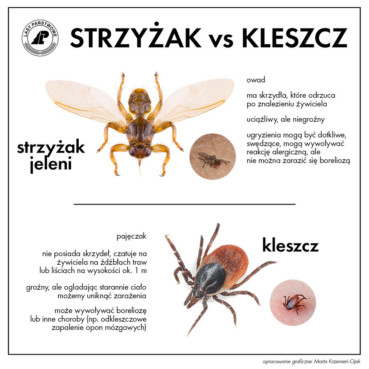 Kleszcz i strzyżak - jakie są różnice?