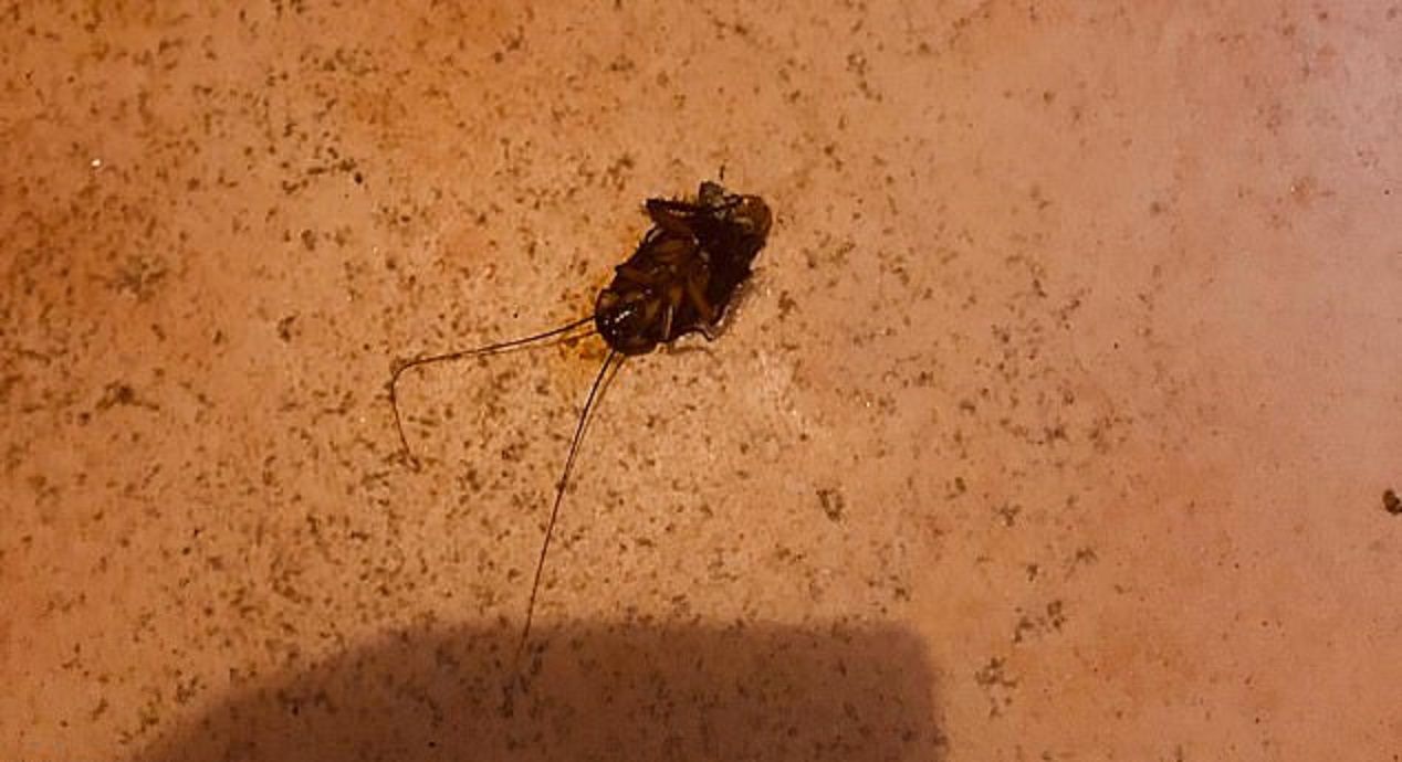 Po hotelu Grand Bahia Principe na Jamajce biegały karaluchy