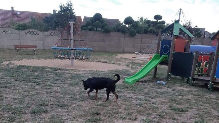 Psy na placach zabaw