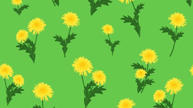 Mniszek lekarski obfituje w wiele cennych witamin i mikroelementów